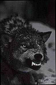 Angry Black Wolf Wallpaper Image 1