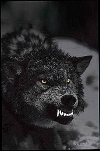 Angry Black Wolf Wallpapers free download