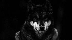 Dark Forest Wolf Wallpapers