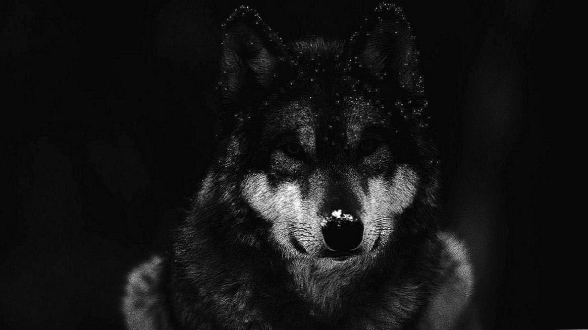 Wallpaper Wolf Dark Image 1