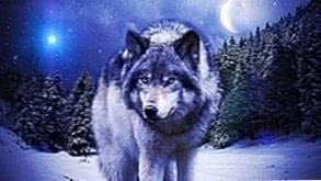 Desktop Wallpapers Of Wolves