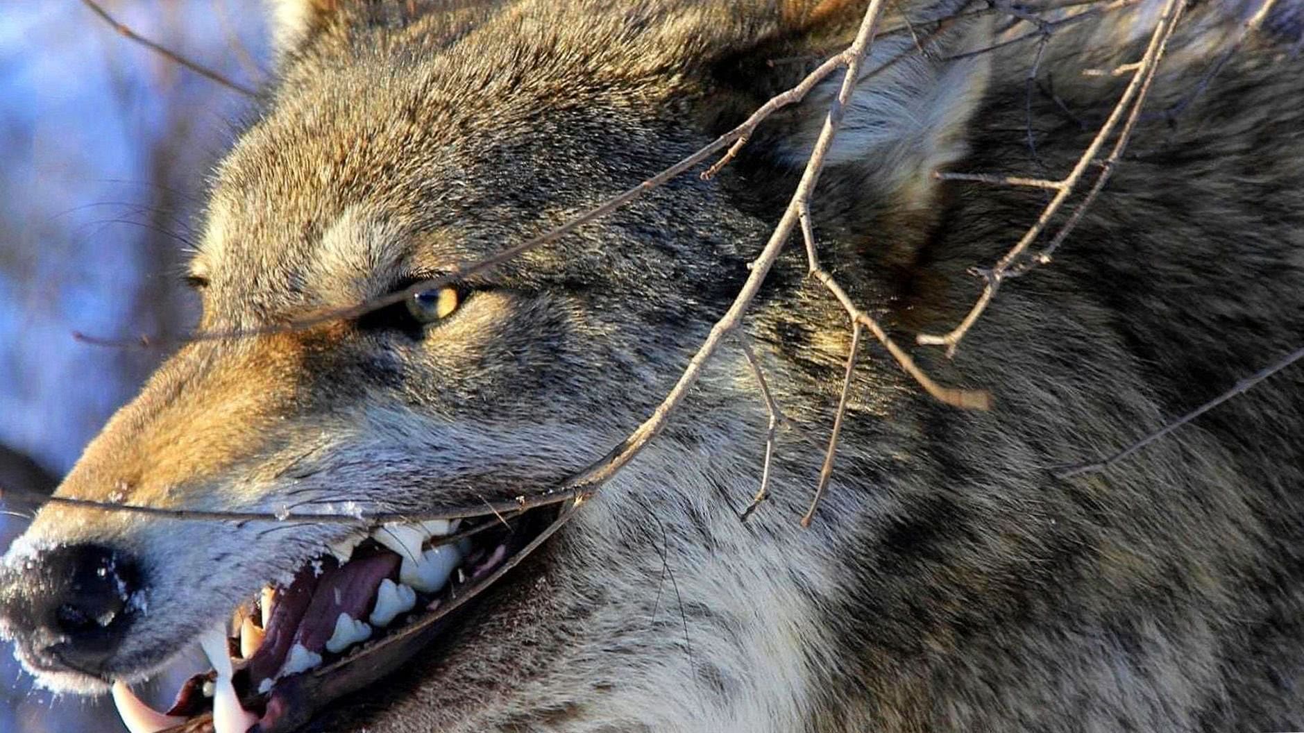 Angry Wolf Wallpapers 1920×1080
