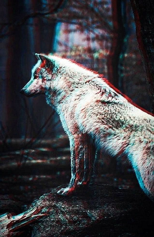 Wolf iPhone 8 Plus Wallpapers