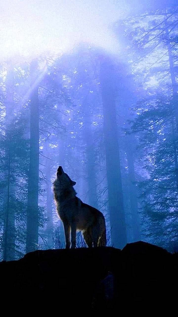Wallpapers Phone Wolf Howling