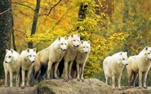 Wolf Pack Wallpaper HD Image 1