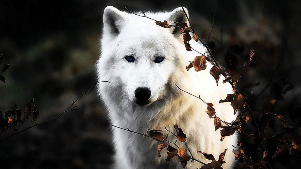 Wolf Wallpaper White Image 1