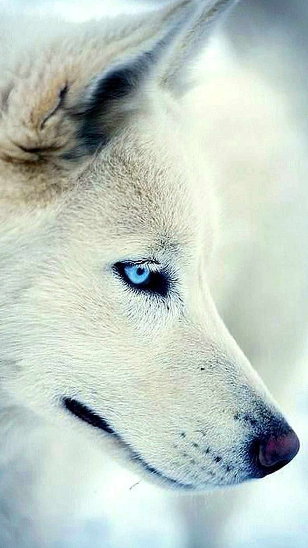 White Wolf iPhone 6 Wallpapers
