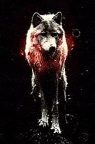 Wolf Wallpapers iPhone Tumblr