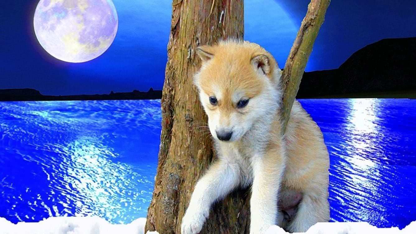 Baby Wolf Desktop Wallpapers