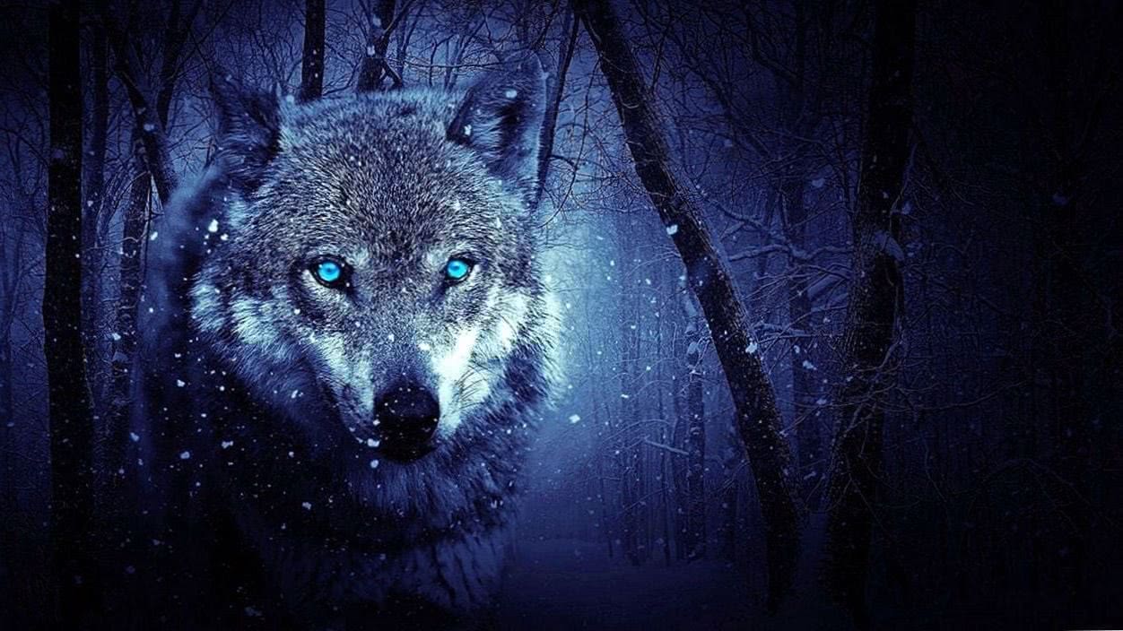 Wolves Blue Eyes Wallpapers