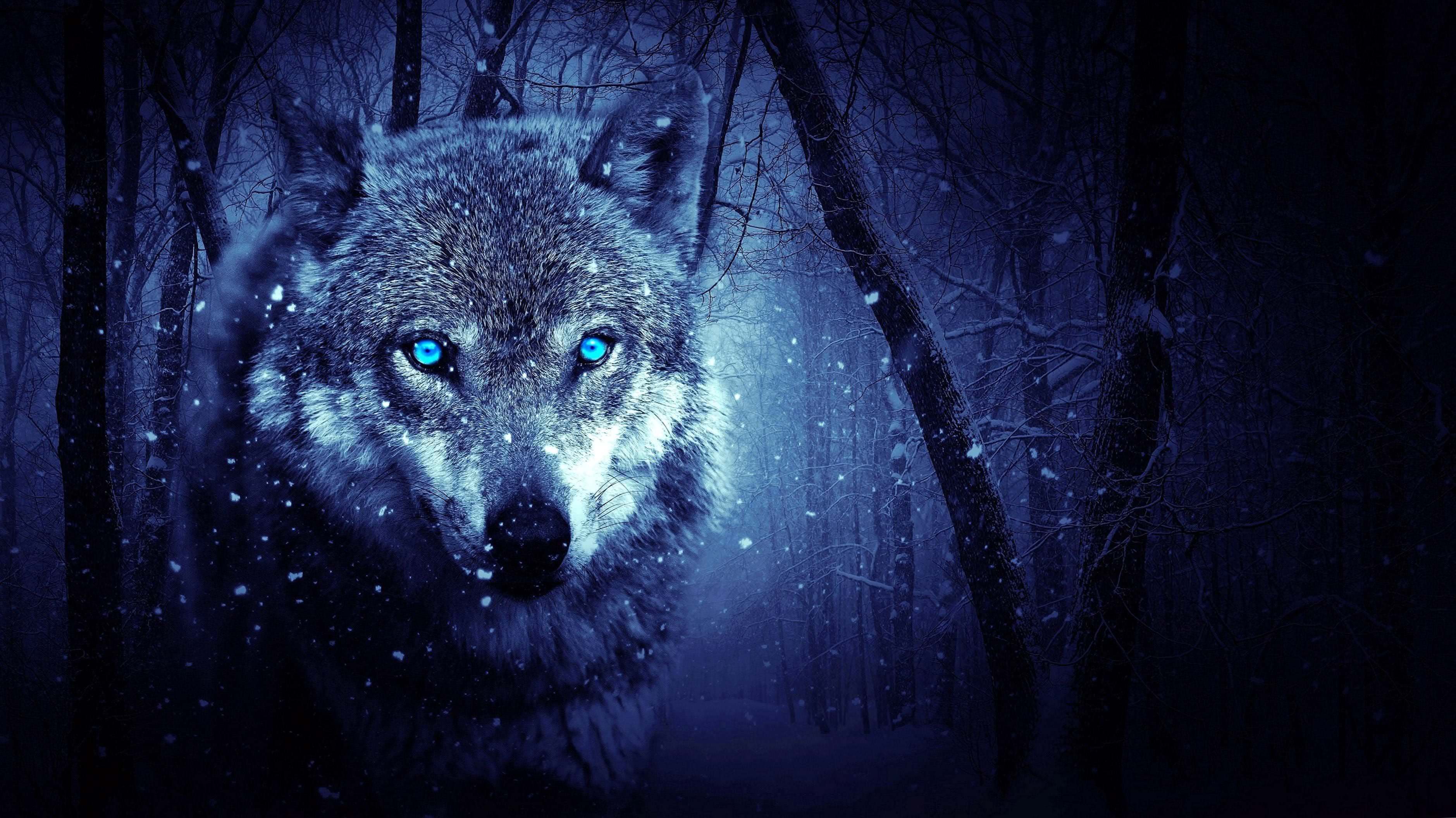 wolves wallpaper blue eyes background image 3