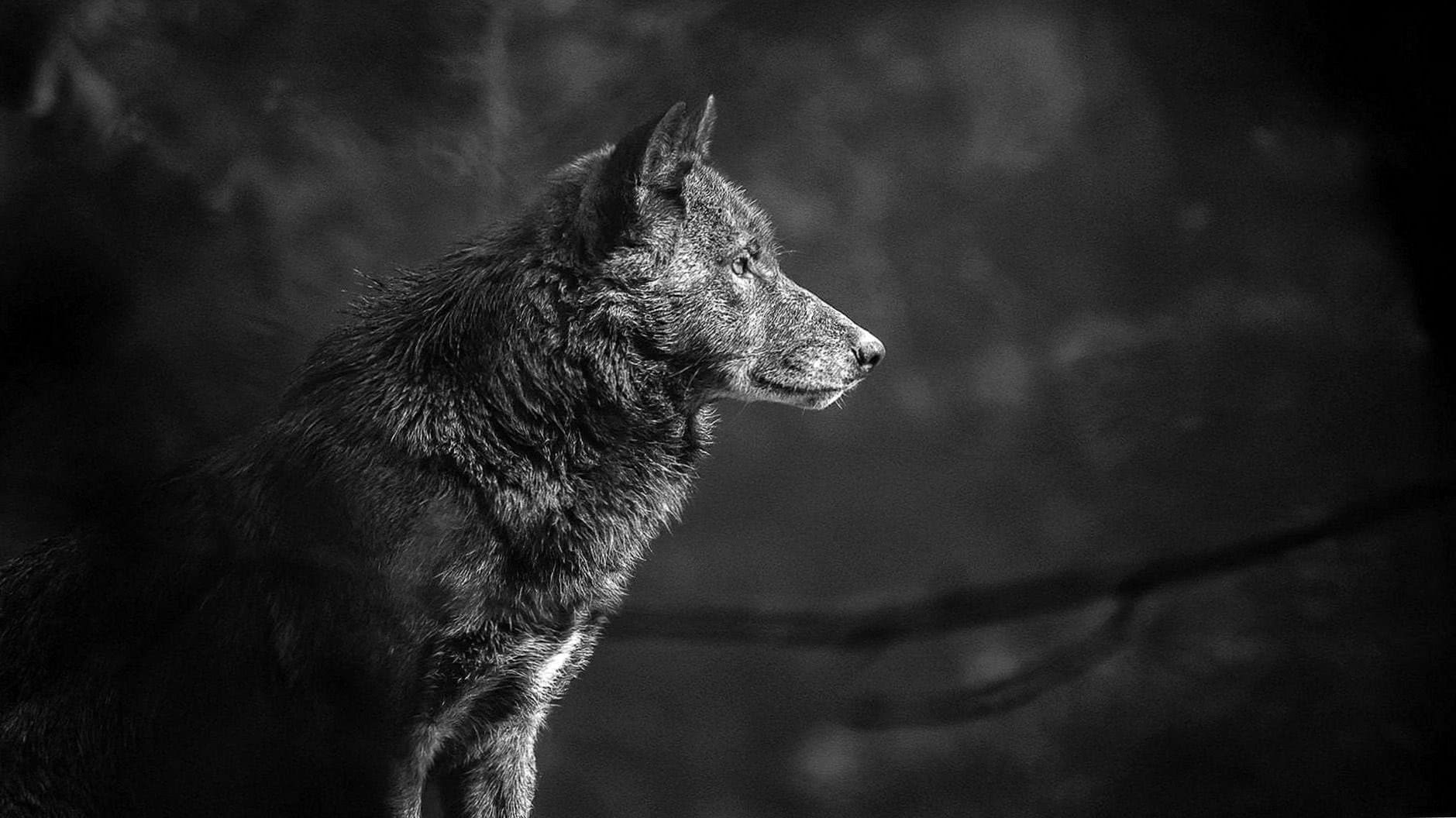 Black Wolf Wallpapers  4K  Wolf Wallpapers  Pro