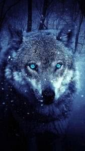 Wolf Wallpaper 320x480 Image 1