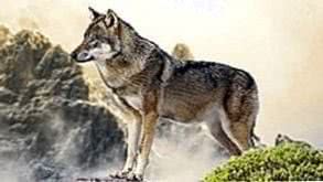 Wallpaper Wild Wolf Image 1