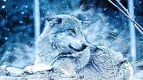 Wallpaper Wolf Cold Image 1