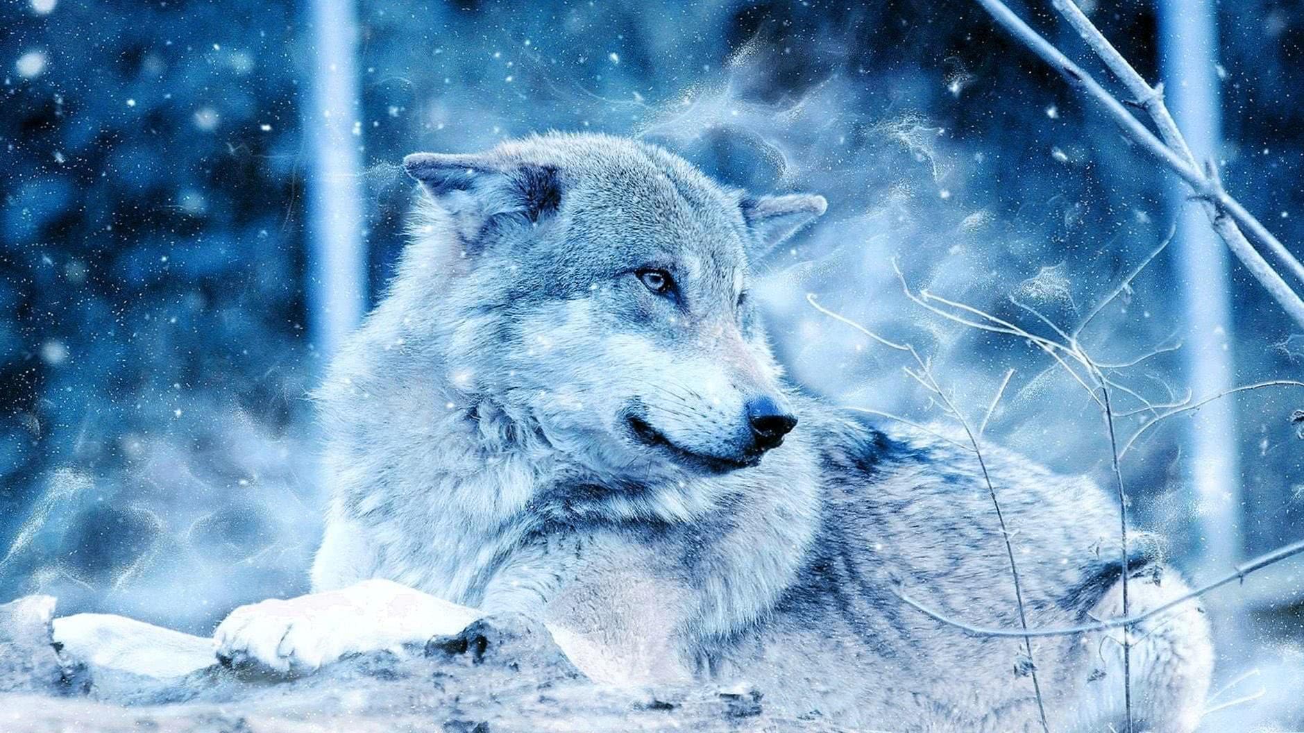 Wallpaper Wolf Cold Image 1