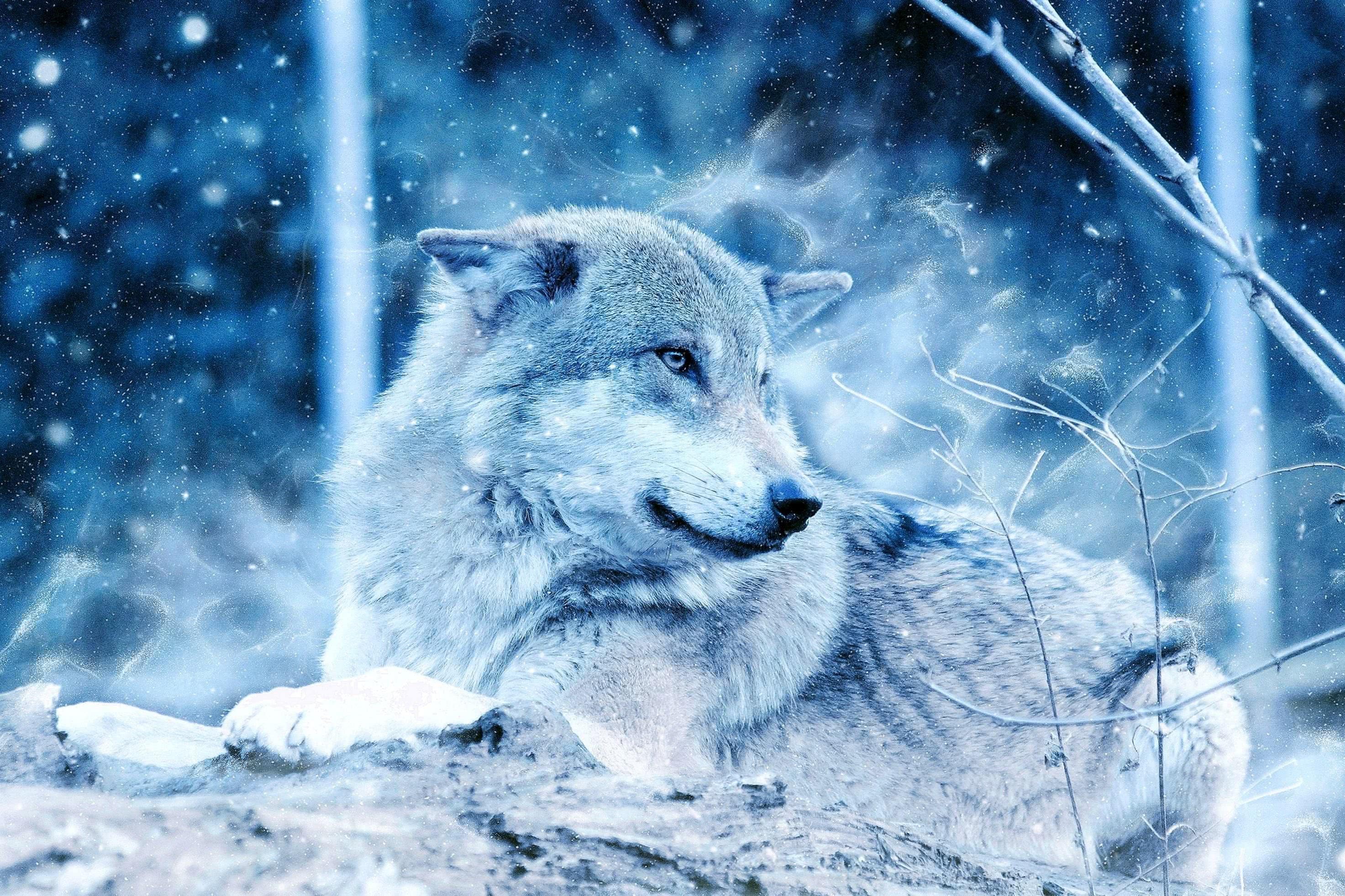 Wolf Wallpapers For Chromebook Wolf Wallpapers Pro