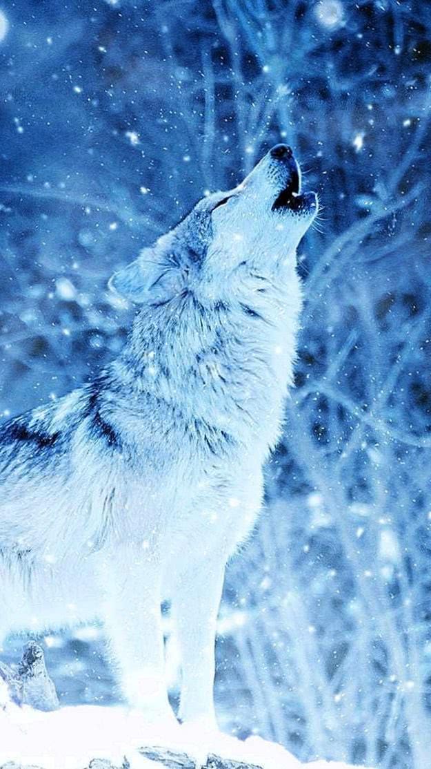 Wolf Wallpaper In Snow Image 1