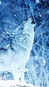 Wolf Wallpaper Snow Image 1