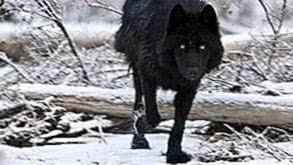 Black Wolf In Snow Wallpapers
