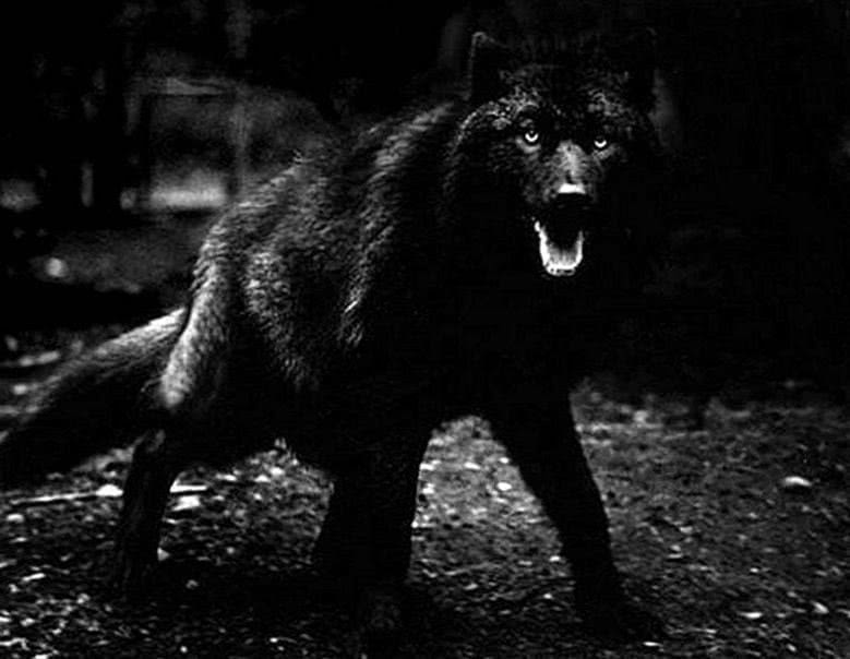 cool black wolf wallpaper background image 4