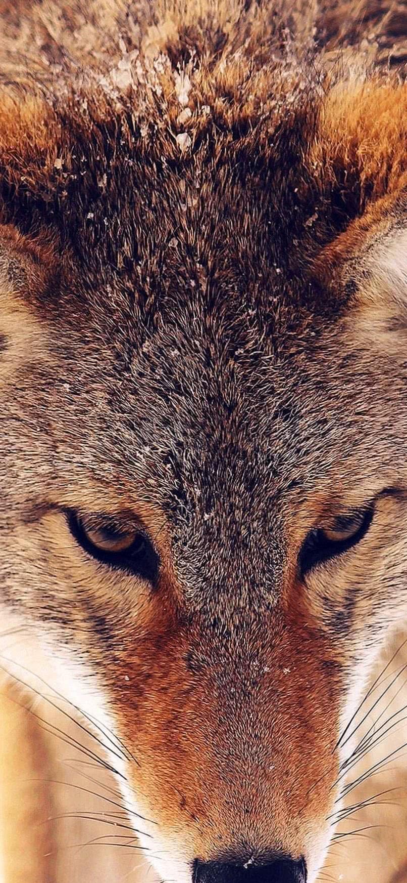 iPhone XS Max Wallpapers Wolf