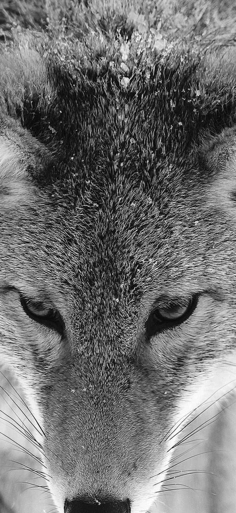 iPhone XS Wolf Wallpapers