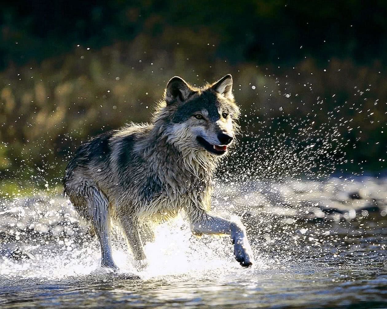 Wolf In Water Wallpapers