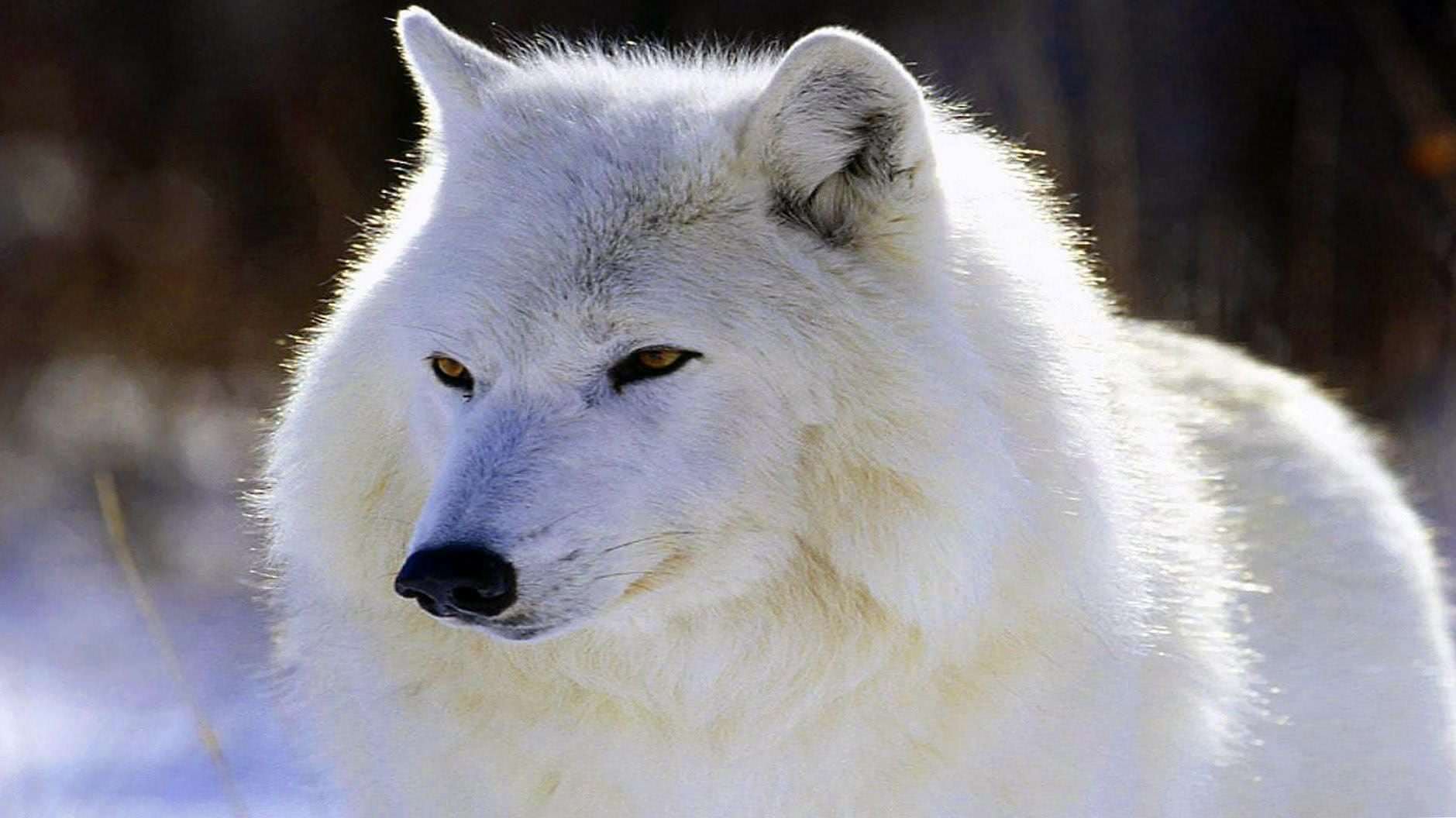 White Wolf Wallpapers 1920x1080 - Wolf Background Images