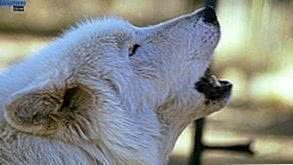 White Wolf Howling Wallpapers Desktop