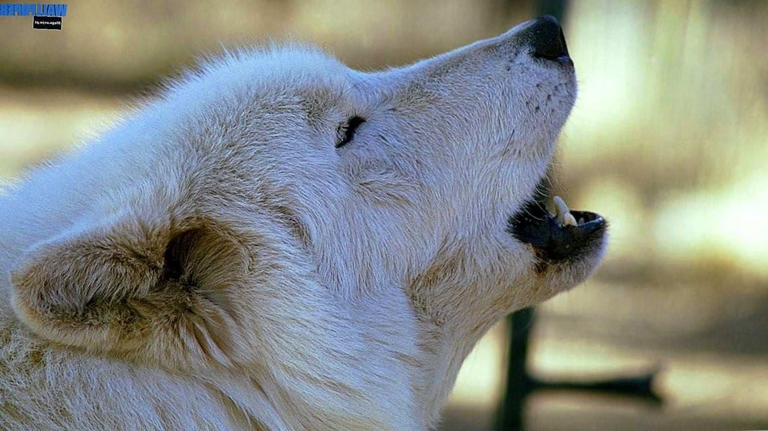 White Wolf Howling Wallpaper Desktop Image 1