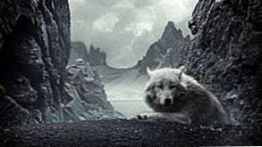 Wolf And Mountain Wallpapers