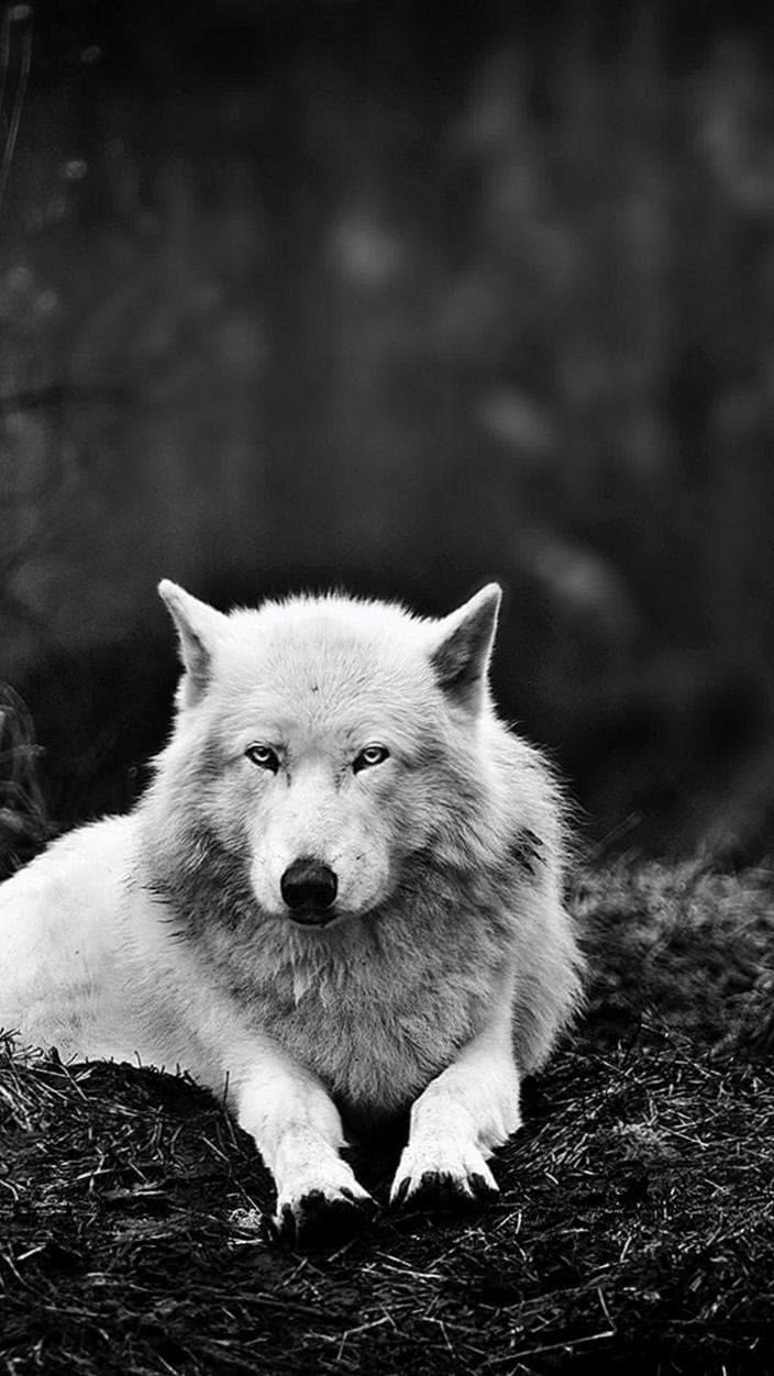 White Wolf Wallpapers For Mobile