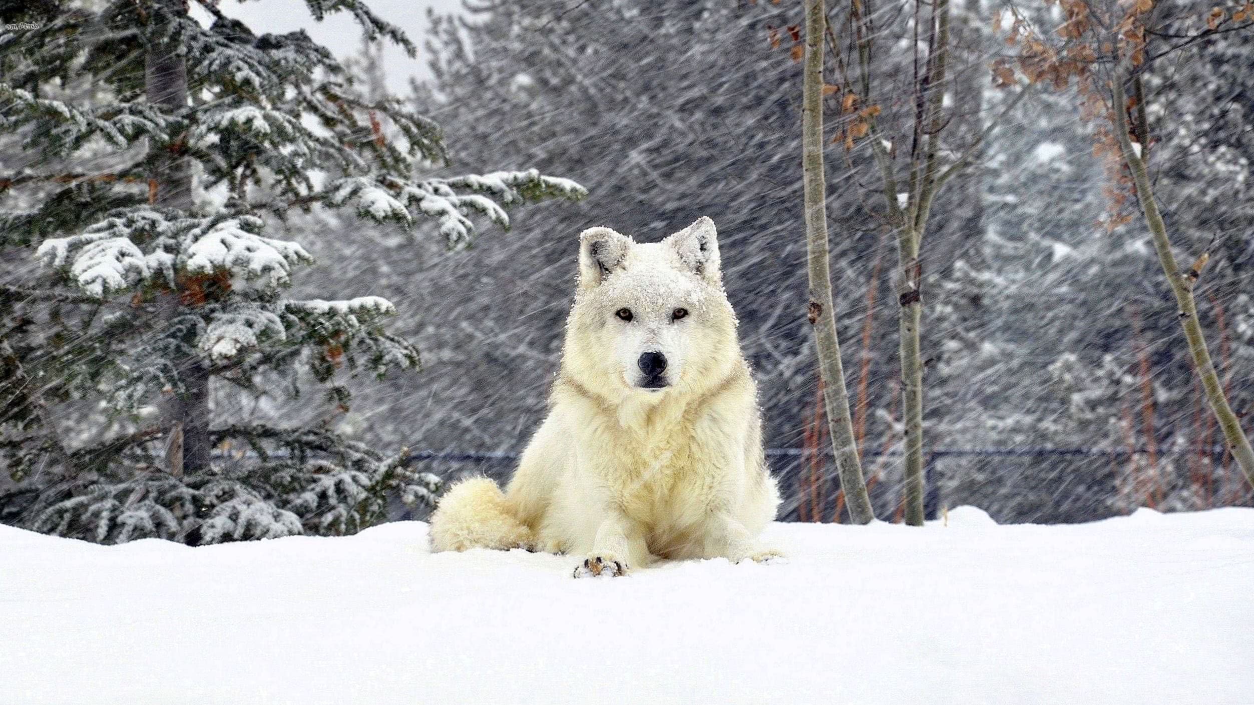 White Wolf In Snow Wallpapers