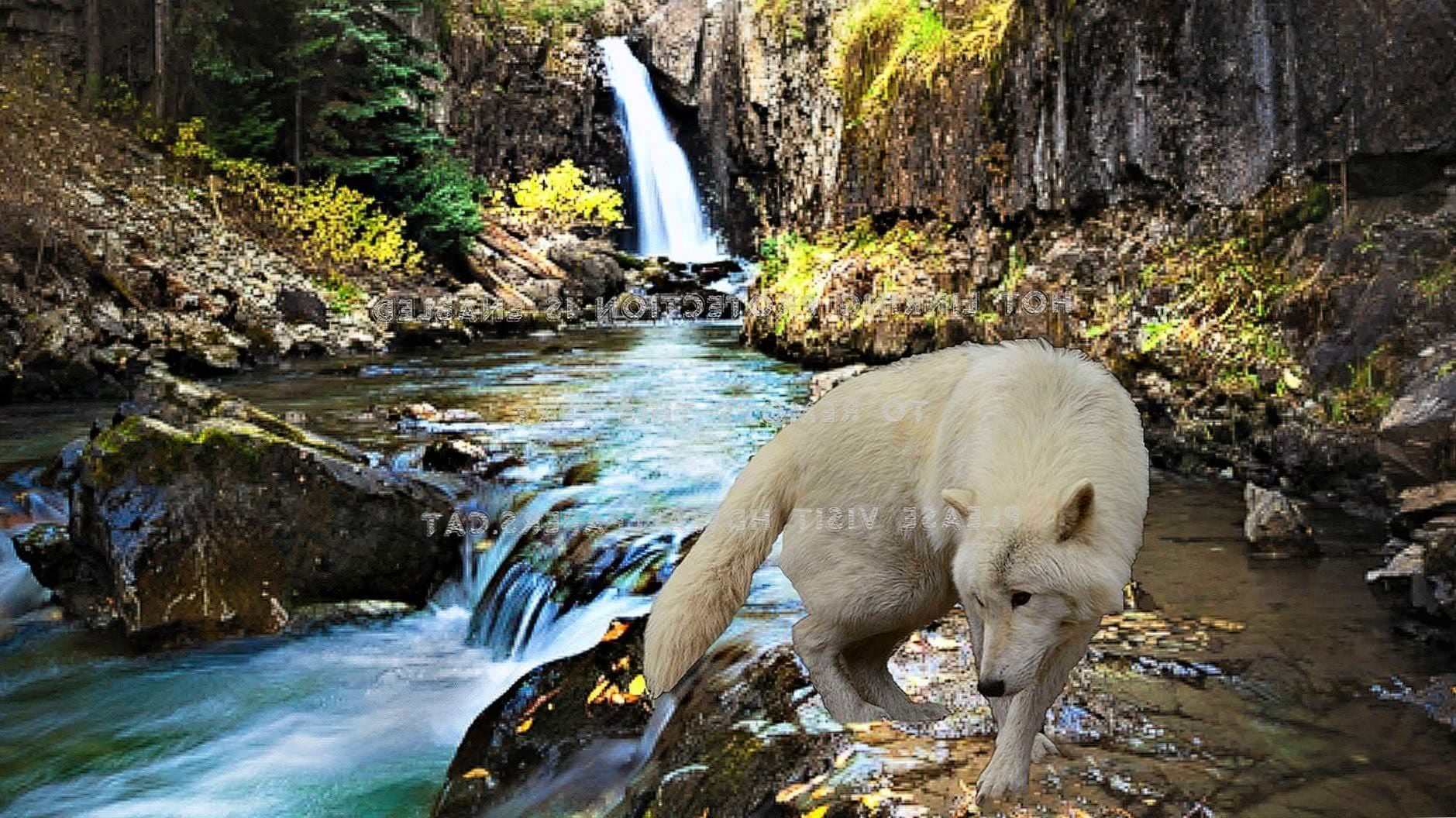 Wolf And Waterfall Wallpapers