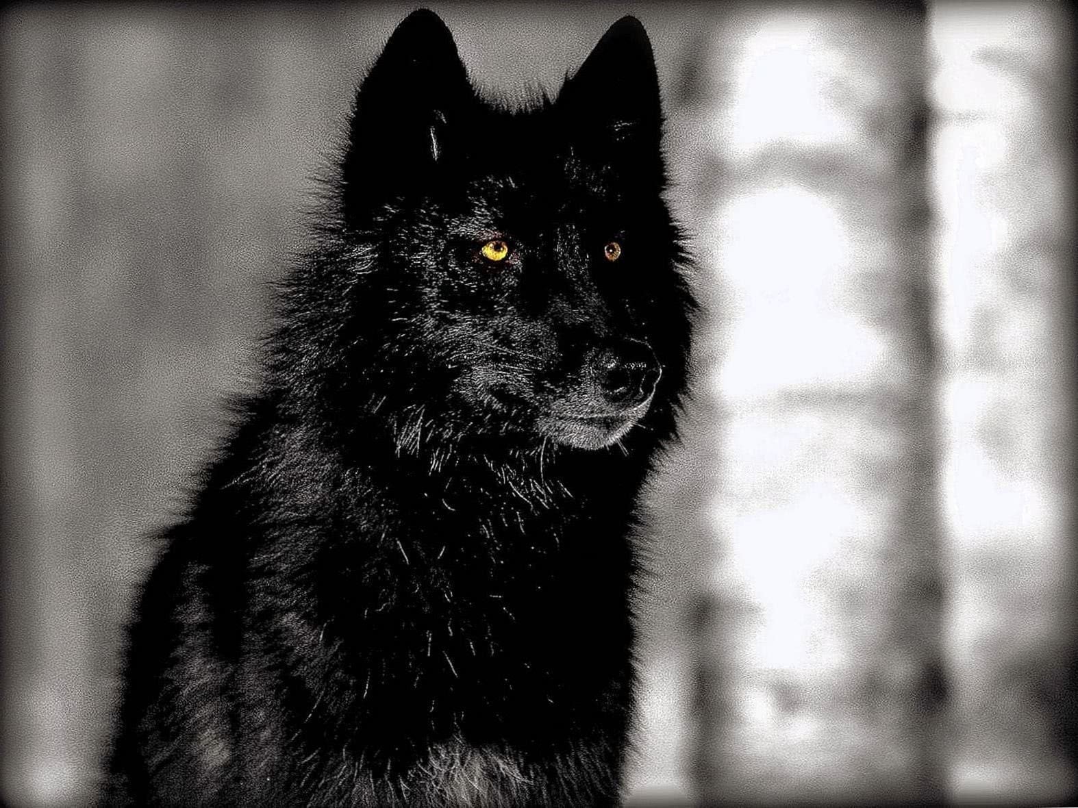 Black Wallpaper With Wolf Image 1