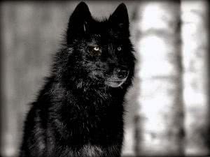 HD Wallpaper Of Black Wolf Image 1