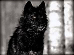Wallpapers HD Wolf Black