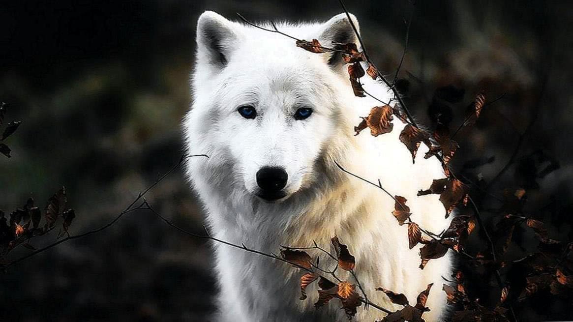 wallpaper 750×1334 white wolf background image 2