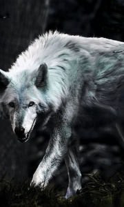 White Wolf Wallpaper HD For Mobile Image 2