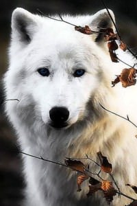 White Wolf HD Wallpaper For Mobile Image 1