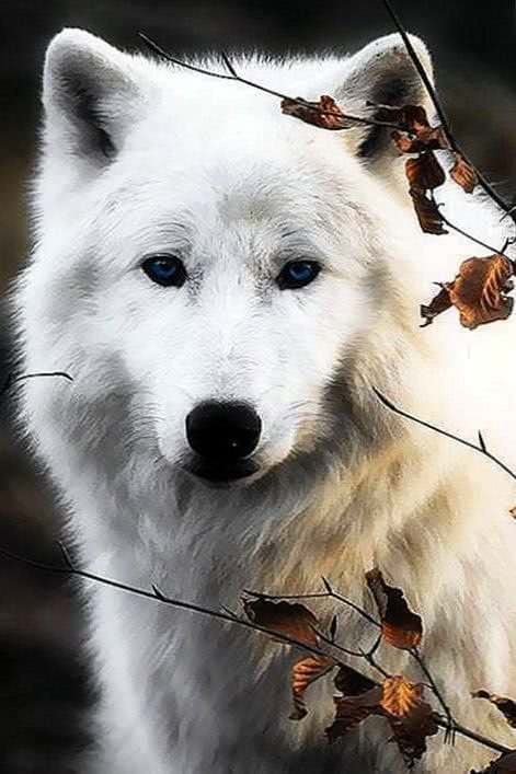 White Wolf Wallpapers HD For Mobile