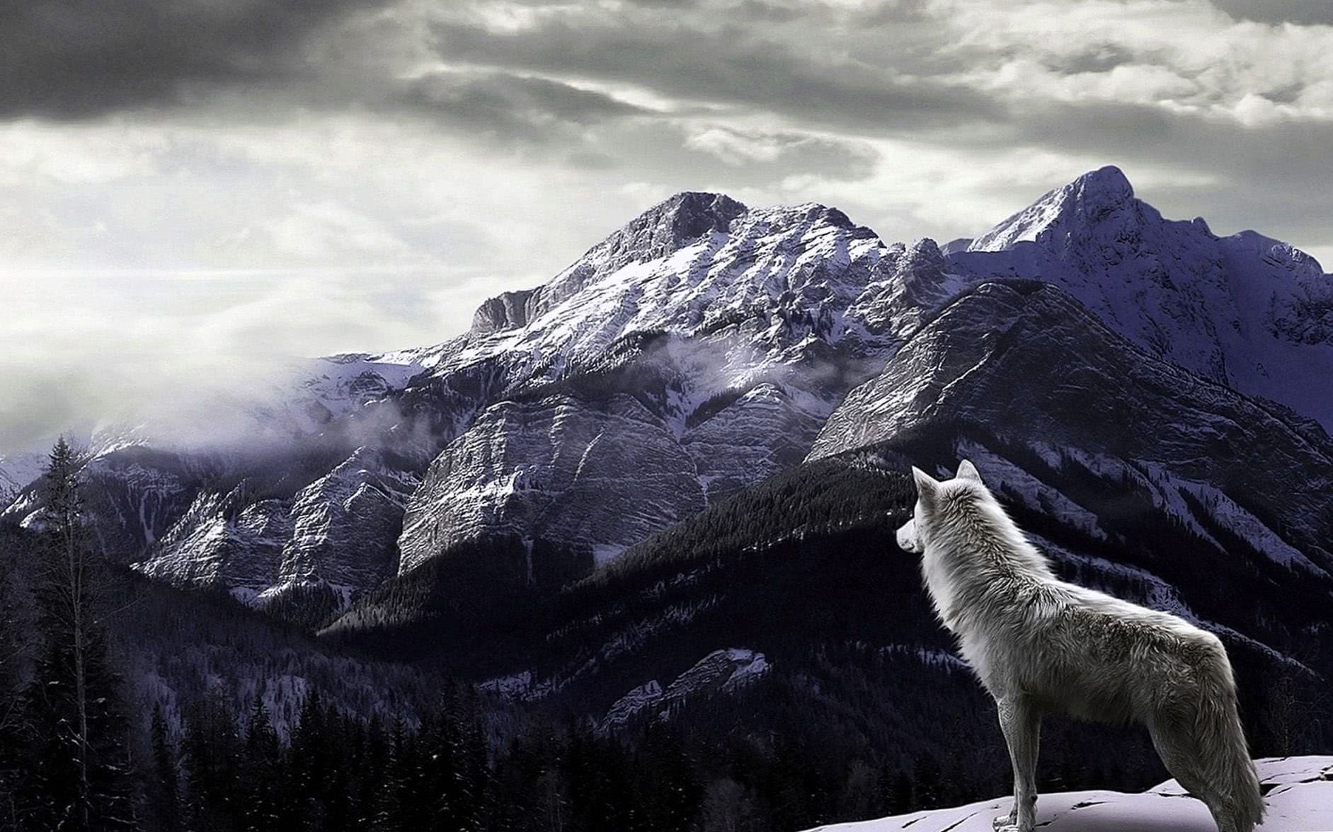 Wallpapers Full HD White Wolf