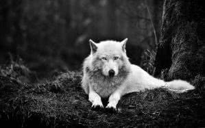 White Wolf Wallpaper 3840x2160 Image 1
