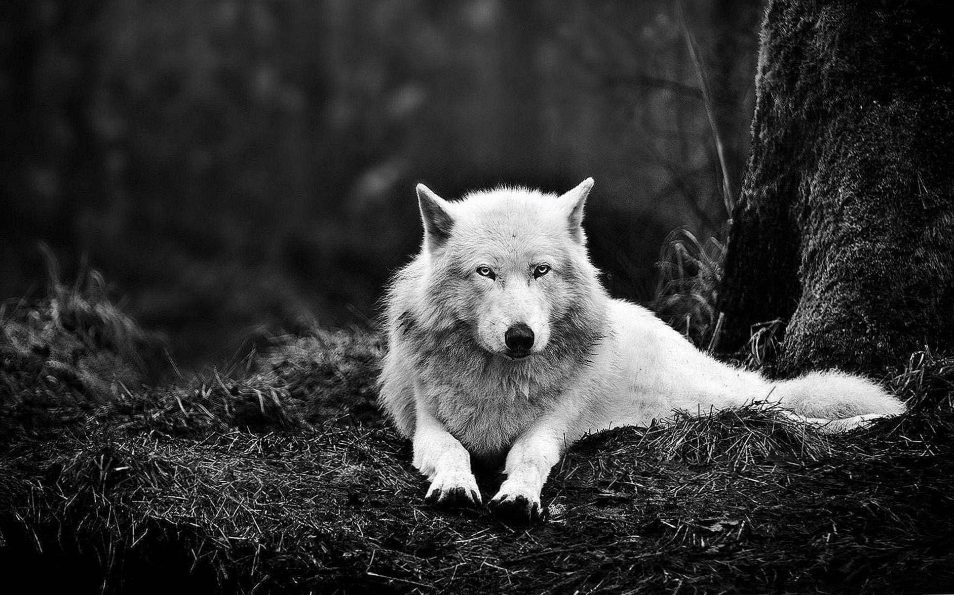 white wolf 3d wallpaper hd background image 2