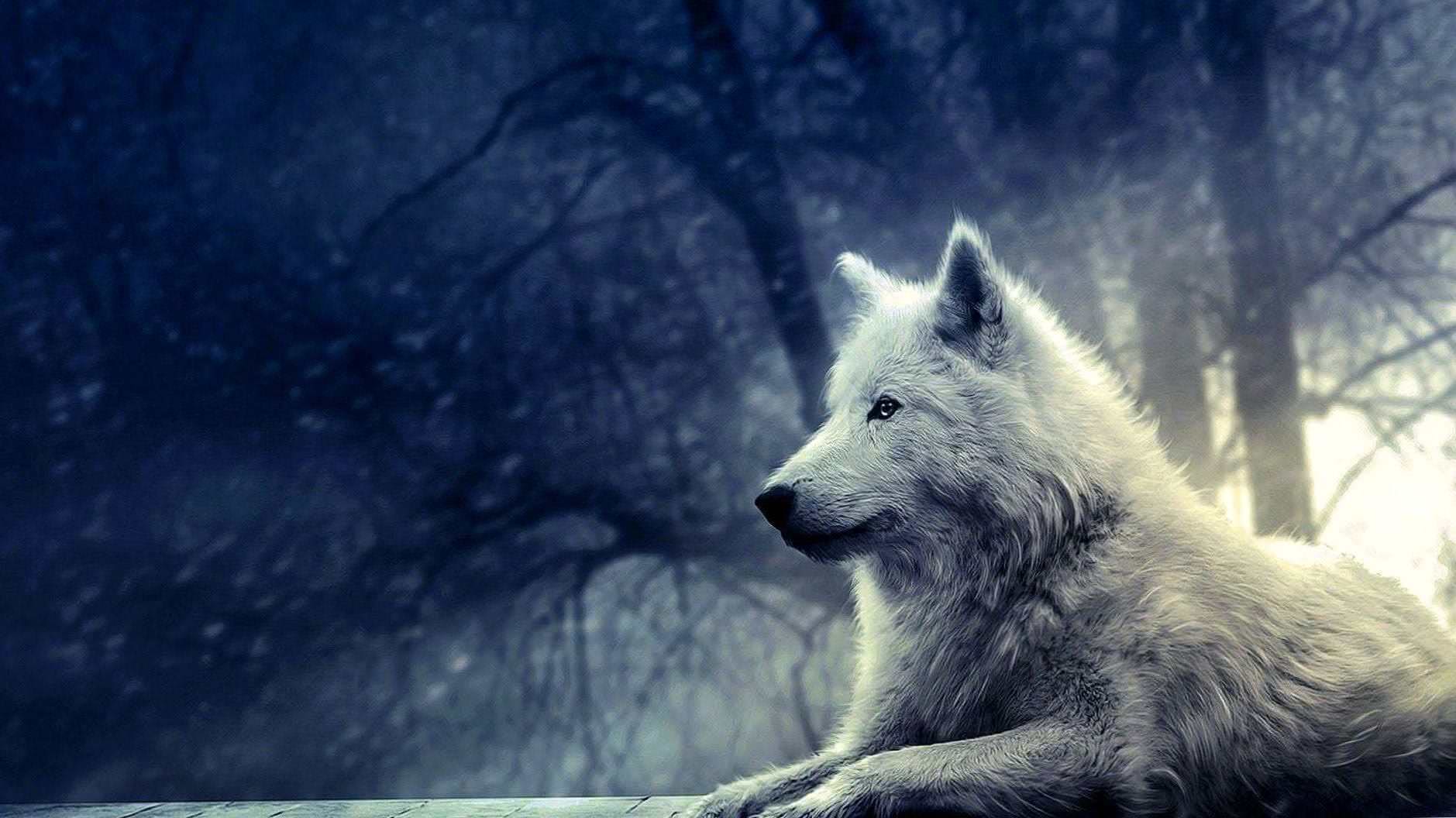 White Wolf Desktop HD Wallpapers