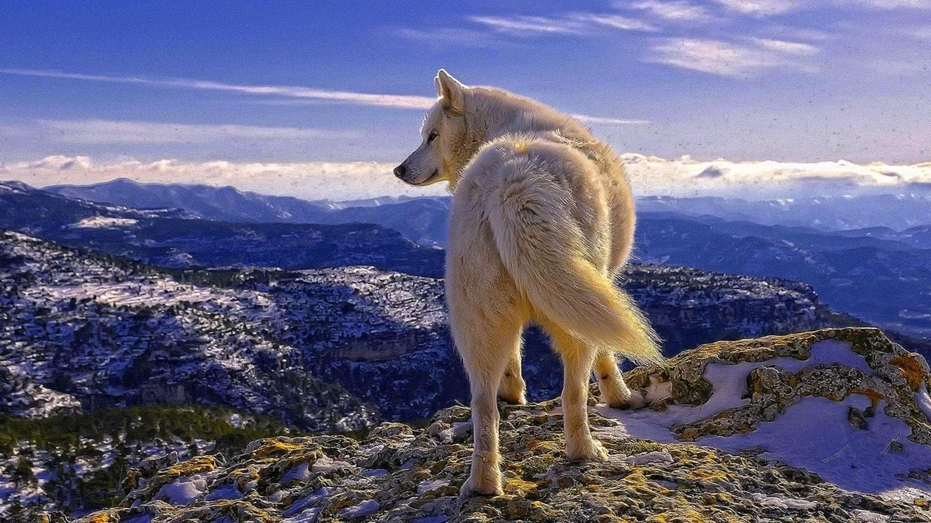 Cool wolf desktop wallpaper