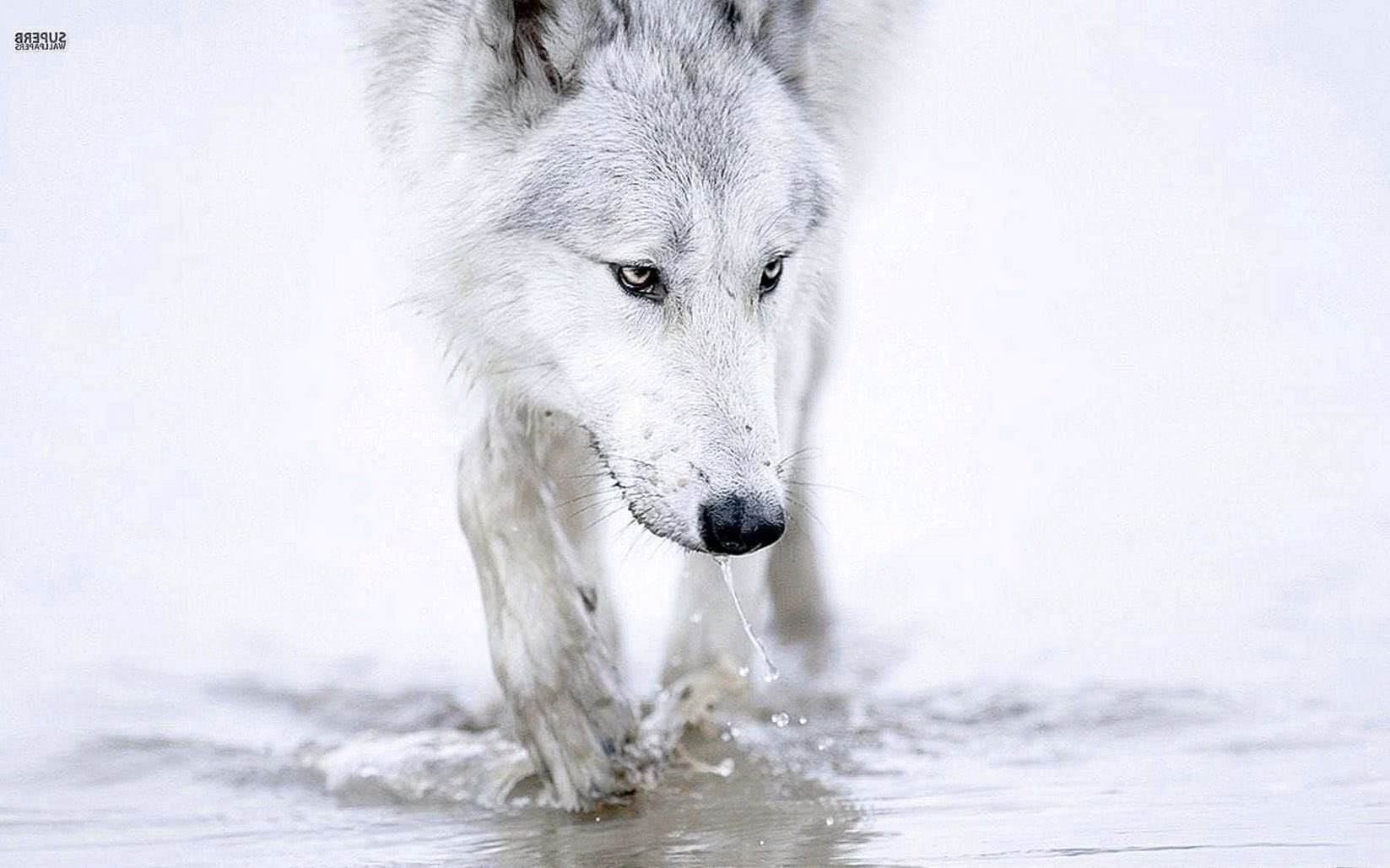 wallpaper 750×1334 white wolf background image 5