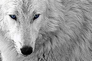 White Wolf With Blue Eyes Wallpaper Image 1