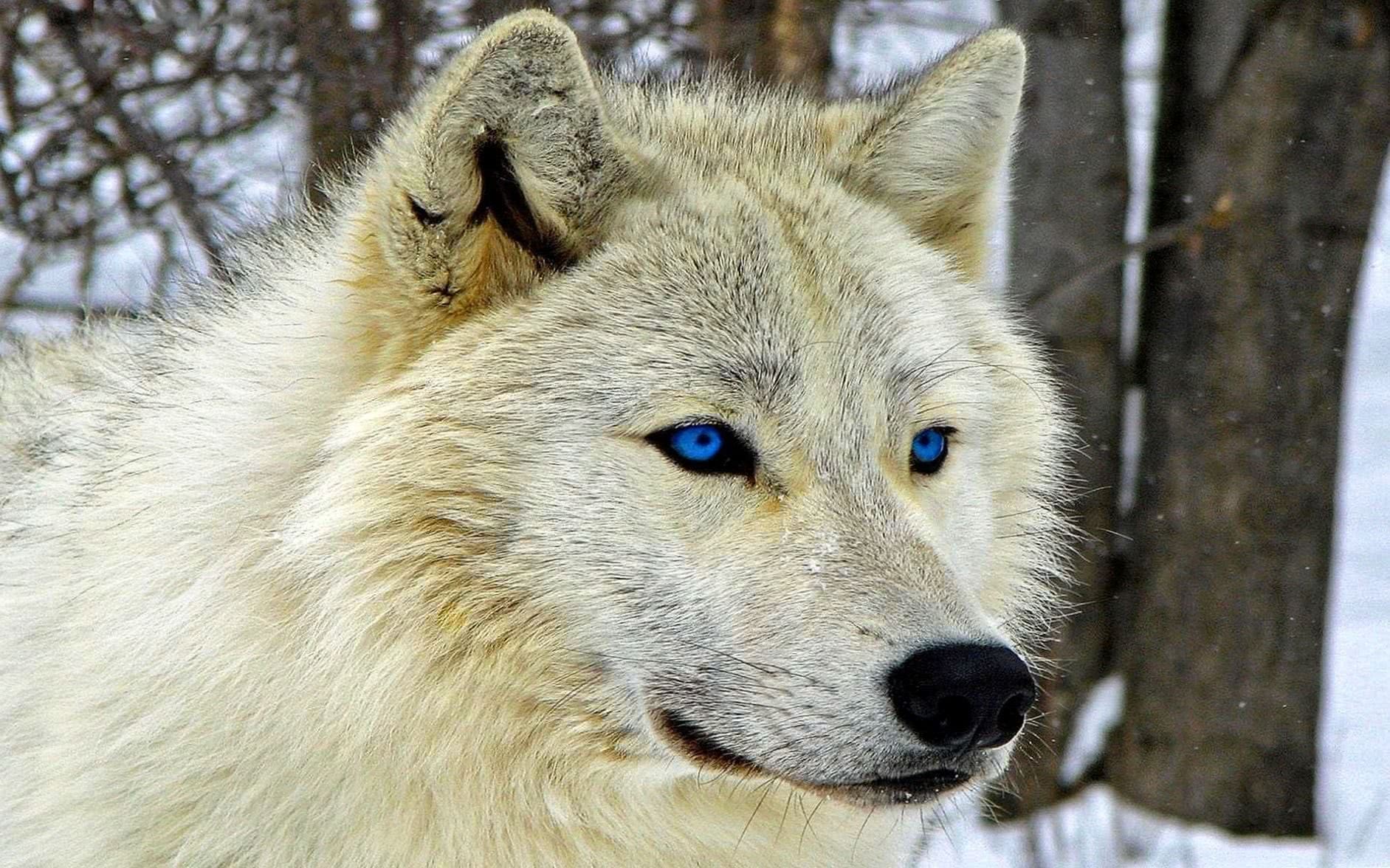White Wolf With Blue Eyes Wallpapers